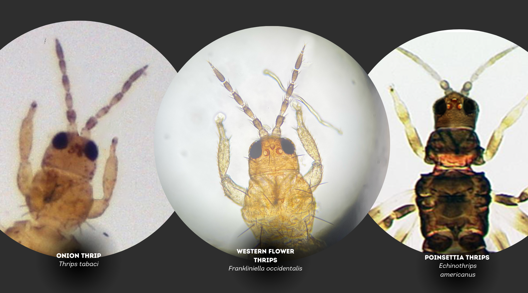 Managing Thrips Part 1/3: How to ID thrip species – GrowLiv Biologicals