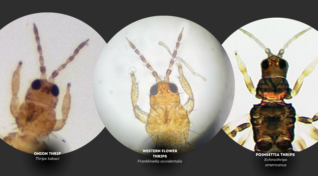 Managing Thrips: How to ID thrip species
