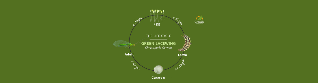 Life Cycle of the Green Lacewing