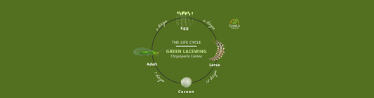 Life Cycle of the Green Lacewing