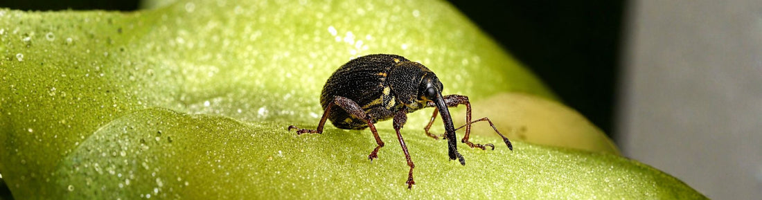 Pepper Weevil Control: When the Fungus Turned Up Inside the Fruit