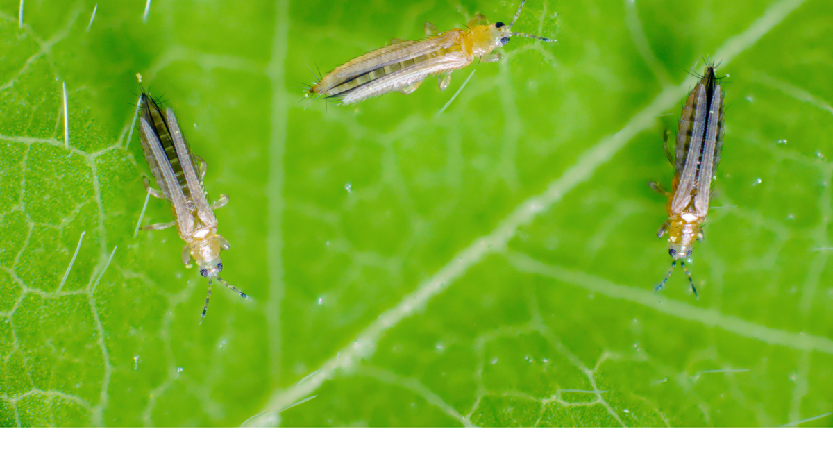 Thrip Crop Insect Understanding Thrips: Comprehensive Guide on Behaviour, Damage, and Co ...
