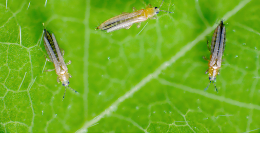 Understanding Thrips: Comprehensive Guide on Behaviour, Damage, and Control in Greenhouse Crops
