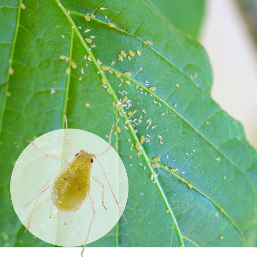 Aphid Collection Collections – GrowLiv Biologicals
