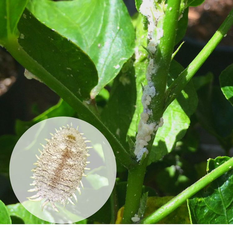 Mealybug