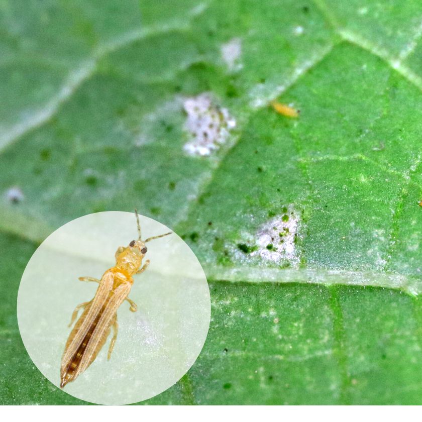 Thrip Crop Insect GrowLiv Biologicals - Beneficial Insect commercial insectary