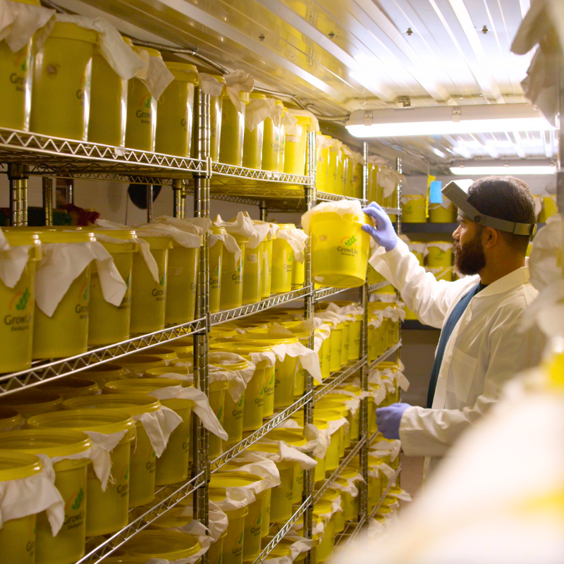 A GrowLiv production team member working in the insectary