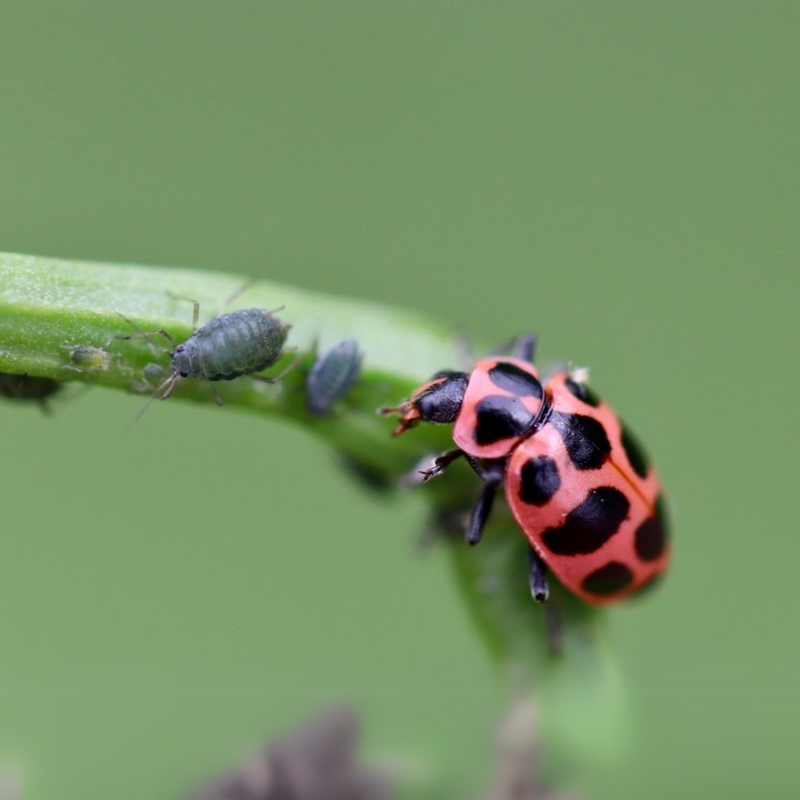 A GrowLiv beneficial insect on a plant