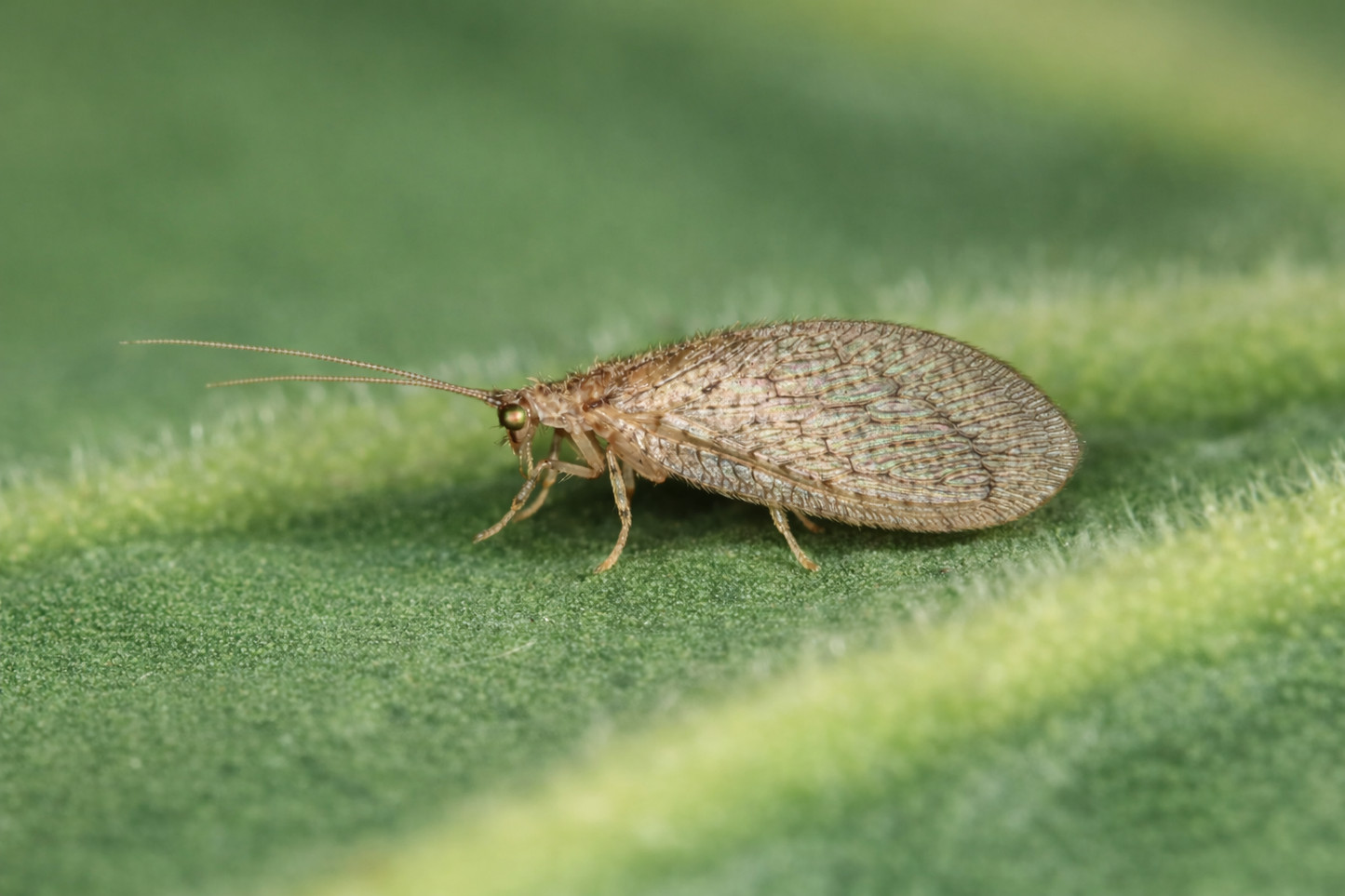 MicromuLiv