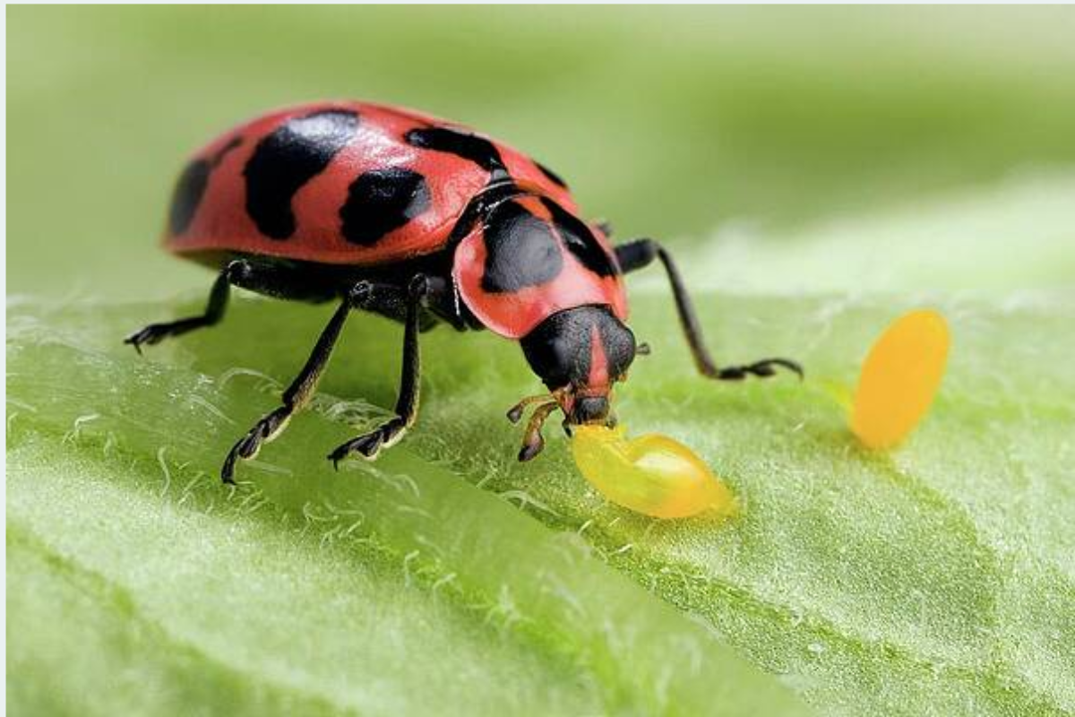 Wild vs. Reared Lady Beetles: What Growers Should Know