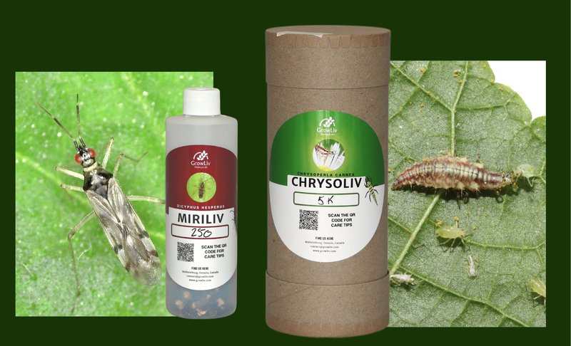 GrowLiv MiriLiv and ChrysoLiv products and beneficial insects