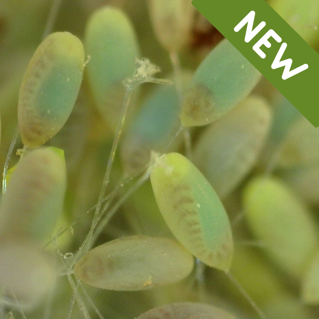 ChrysoLiv-E (Lacewing eggs)