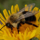 BeeLiv Pollination System