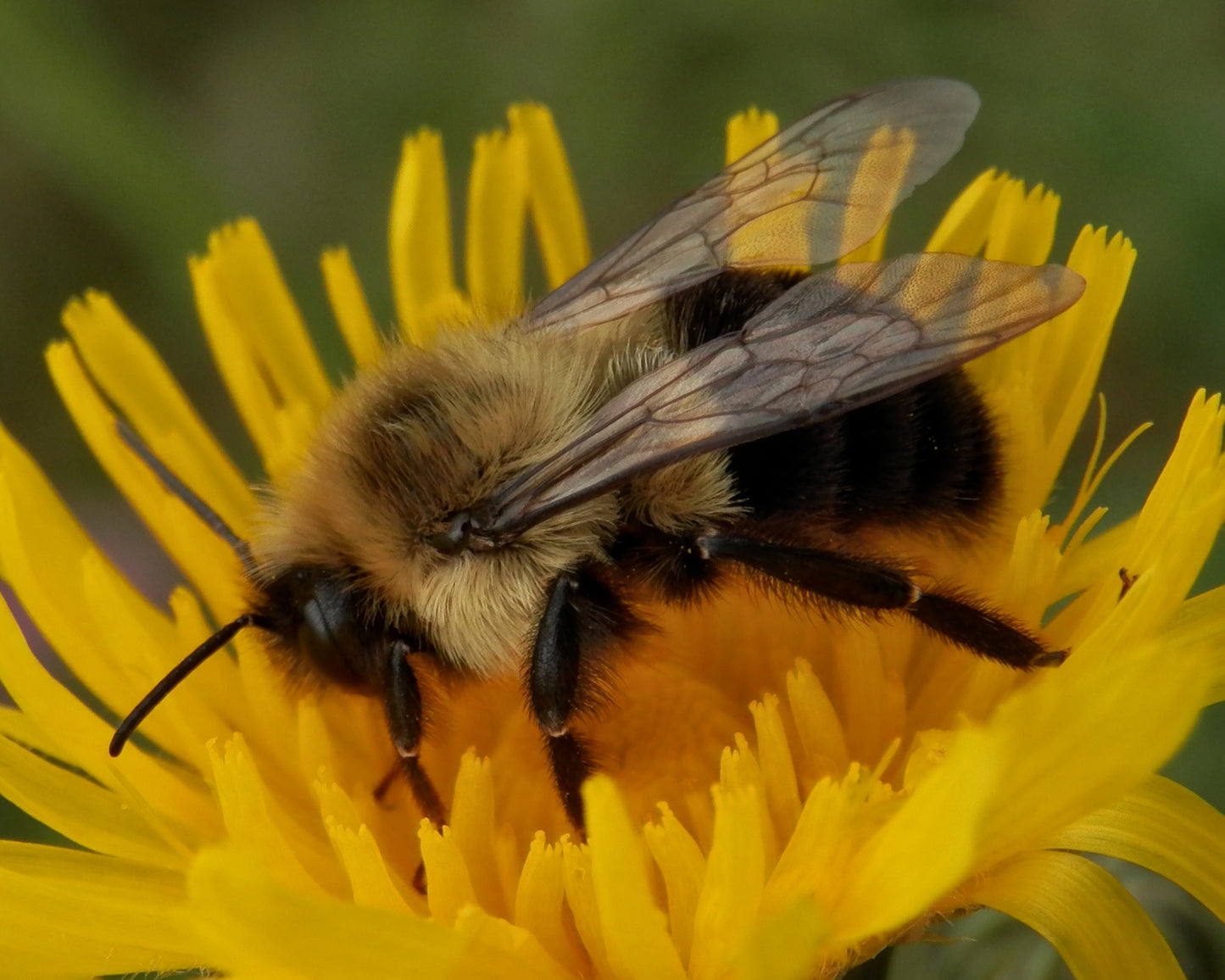 BeeLiv Pollination System