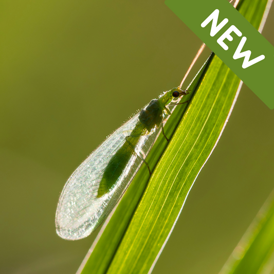 ChrysoLiv-A (Lacewing adult)