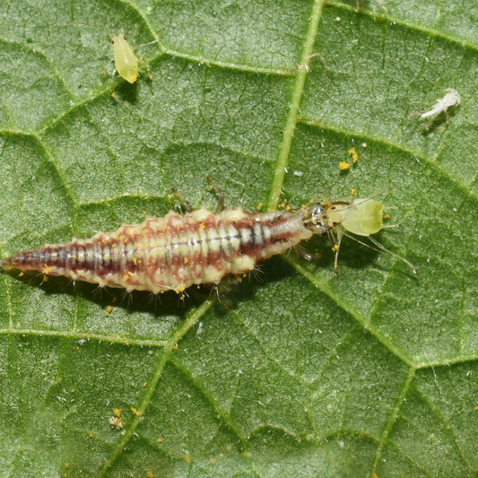 ChrysoLiv (Lacewing Larvae)