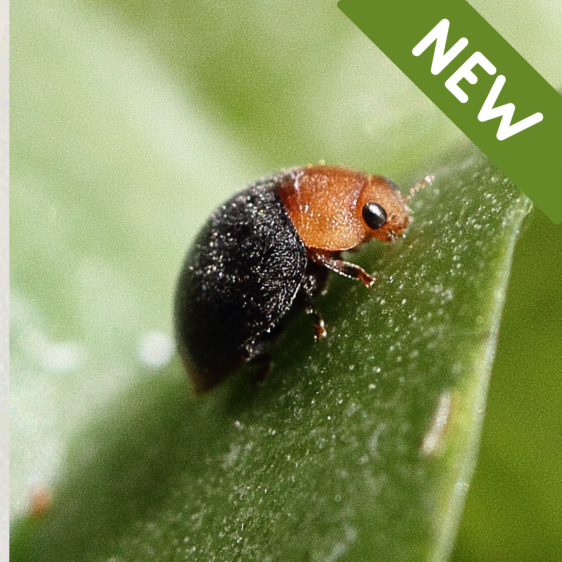 CryptoLiv – GrowLiv Biologicals