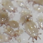 Feeder Mite