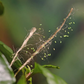 ChrysoLiv-ES (Lacewing eggs)