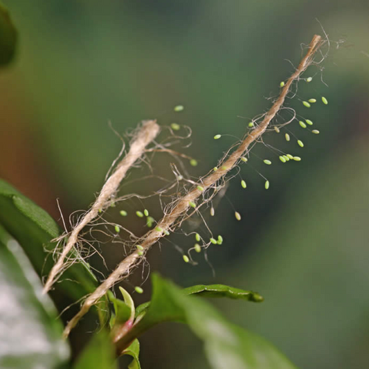 ChrysoLiv-ES (Lacewing eggs)